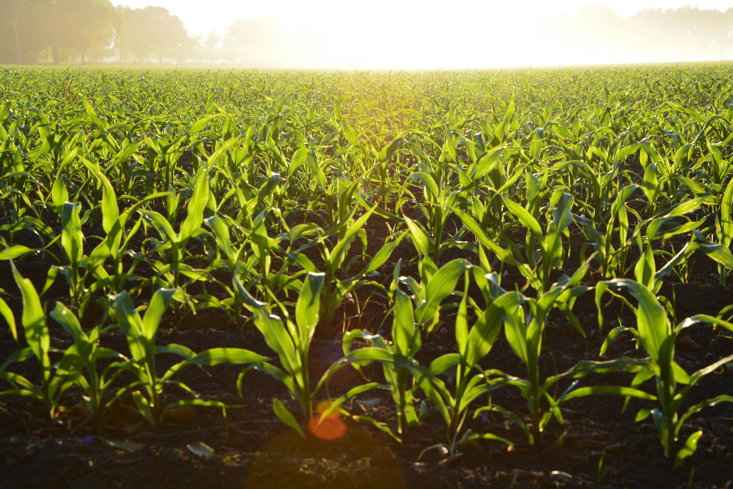 Unlocking the Secrets Beneath Our Feet: A Comprehensive Guide to Soil Science - image